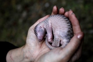 Seul mammifère à écailles, menacé d'extinction sur toute la planète, le pangolin est apprécié pour sa viande et ses vertus supposées dans la médecine traditionnelle vietnamienne et chinoise. Bien que son commerce soit interdit, la loi n'est pas as...